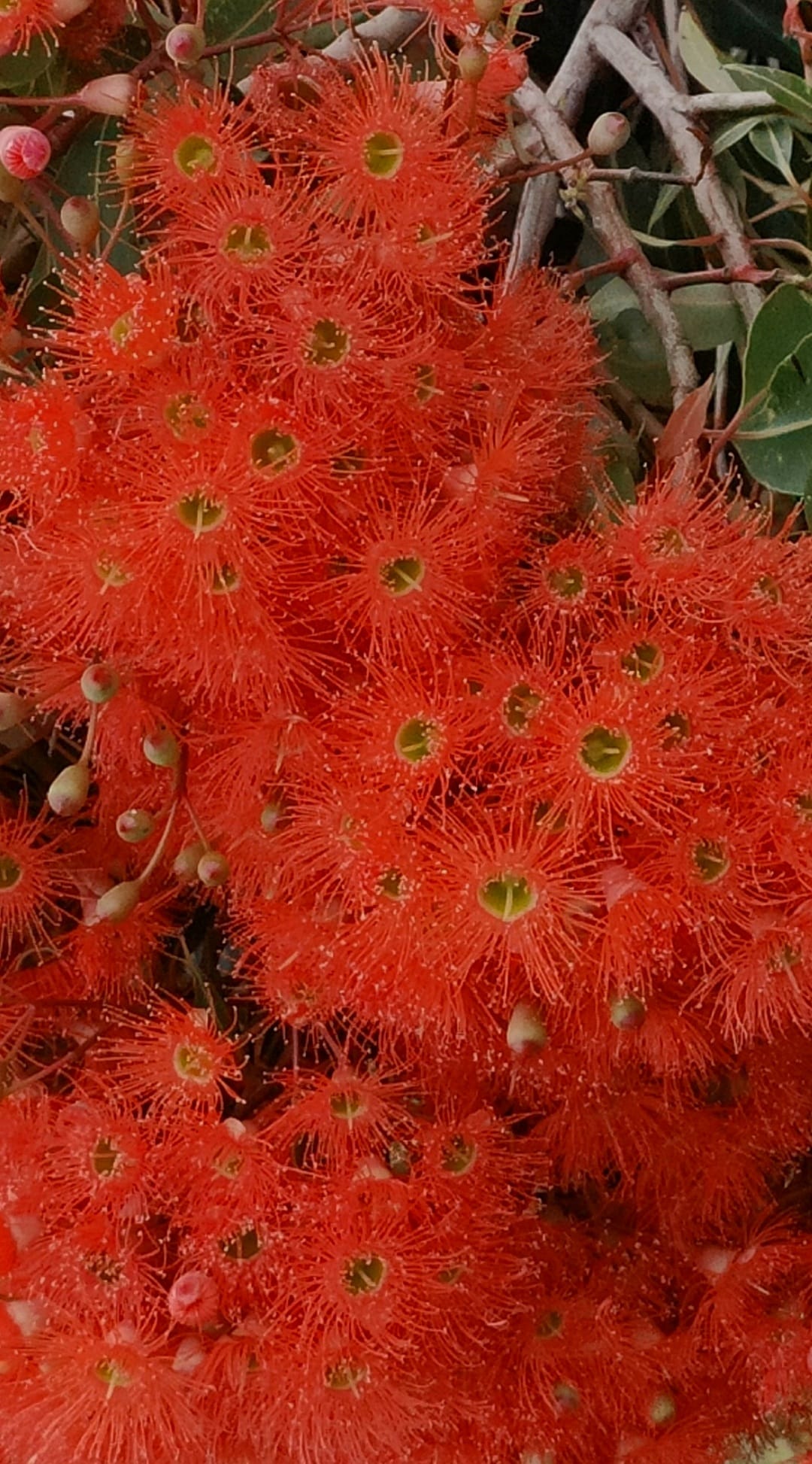 South Africa Flower