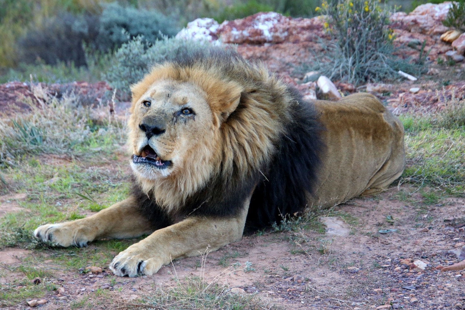 La Bonne Auberge Safari Big Five