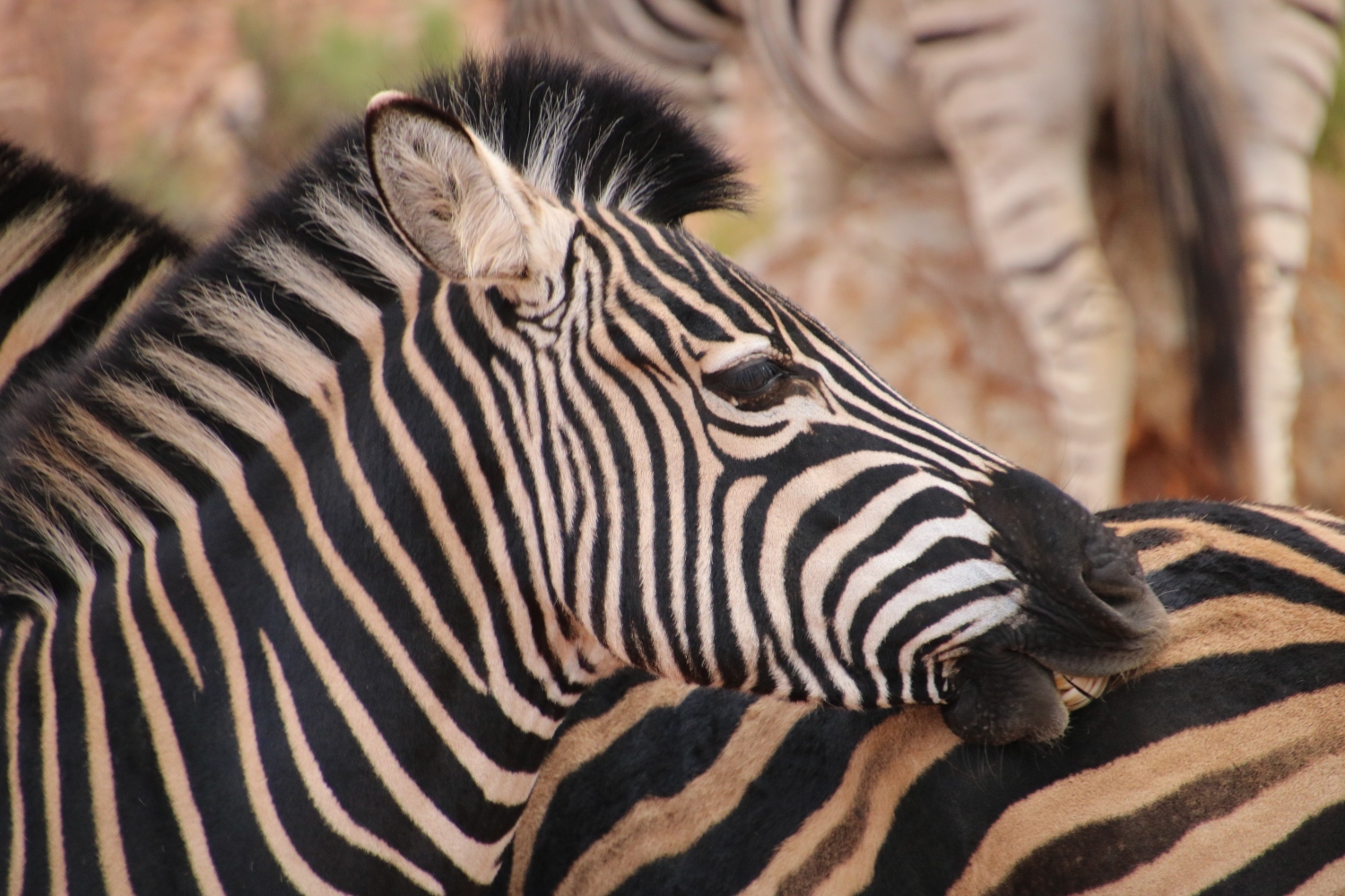 La Bonne Auberge Safari Big Five