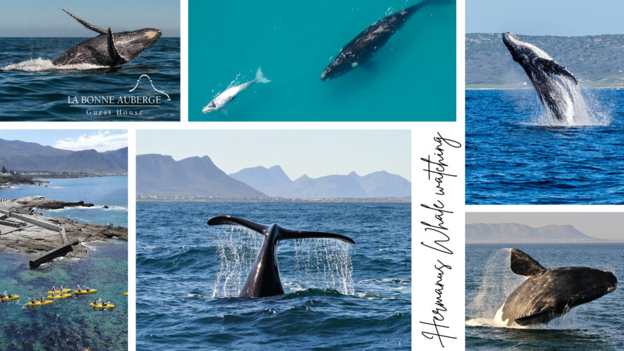 Whale Watching in Hermanus, South Africa: An Experience of a Lifetime
